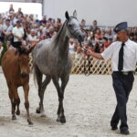 15.08.2018 Michałów. Stadnina koni arabskich. Dzień otwarty. Favara i źrebak Foresta / Jarosław Kubalski / Radio Kielce
