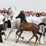 15.08.2018 Michałów. Stadnina koni arabskich. Dzień otwarty. Parmana i źrebak Ptolemeusz / Jarosław Kubalski / Radio Kielce