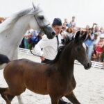 15.08.2018 Michałów. Stadnina koni arabskich. Dzień otwarty. Parmana i źrebak Ptolemeusz / Jarosław Kubalski / Radio Kielce