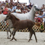 15.08.2018 Michałów. Stadnina koni arabskich. Dzień otwarty. Emandorella i źrebak Emarella / Jarosław Kubalski / Radio Kielce