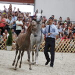 15.08.2018 Michałów. Stadnina koni arabskich. Dzień otwarty. Emandorella i źrebak Emarella / Jarosław Kubalski / Radio Kielce