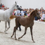 15.08.2018 Michałów. Stadnina koni arabskich. Dzień otwarty. Emandorella i źrebak Emarella / Jarosław Kubalski / Radio Kielce