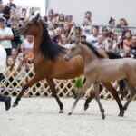 15.08.2018 Michałów. Stadnina koni arabskich. Dzień otwarty. Esmeraldia ze źrebakiem El Esmera / Jarosław Kubalski / Radio Kielce