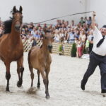 15.08.2018 Michałów. Stadnina koni arabskich. Dzień otwarty. De Longa i źrebak Dragado / Jarosław Kubalski / Radio Kielce
