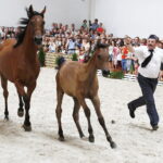 15.08.2018 Michałów. Stadnina koni arabskich. Dzień otwarty. De Longa i źrebak Dragado / Jarosław Kubalski / Radio Kielce