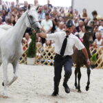 15.08.2018 Michałów. Stadnina koni arabskich. Dzień otwarty. Gardeja i źrebak  Gibraltar / Jarosław Kubalski / Radio Kielce