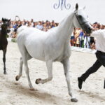 15.08.2018 Michałów. Stadnina koni arabskich. Dzień otwarty. Gardeja i źrebak  Gibraltar / Jarosław Kubalski / Radio Kielce