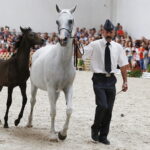 15.08.2018 Michałów. Stadnina koni arabskich. Dzień otwarty. Gardeja i źrebak  Gibraltar / Jarosław Kubalski / Radio Kielce