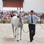 15.08.2018 Michałów. Stadnina koni arabskich. Dzień otwarty. Echara / Jarosław Kubalski / Radio Kielce