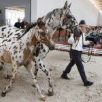 15.08.2018 Michałów. Stadnina koni arabskich. Dzień otwarty. Konie tarantowate / Jarosław Kubalski / Radio Kielce