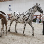 15.08.2018 Michałów. Stadnina koni arabskich. Dzień otwarty. Konie tarantowate / Jarosław Kubalski / Radio Kielce
