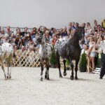 15.08.2018 Michałów. Stadnina koni arabskich. Dzień otwarty. Konie tarantowate / Jarosław Kubalski / Radio Kielce