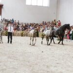 15.08.2018 Michałów. Stadnina koni arabskich. Dzień otwarty / Jarosław Kubalski / Radio Kielce