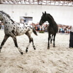 15.08.2018 Michałów. Stadnina koni arabskich. Dzień otwarty. Konie tarantowate / Jarosław Kubalski / Radio Kielce