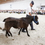 15.08.2018 Michałów. Stadnina koni arabskich. Dzień otwarty. Kuce / Jarosław Kubalski / Radio Kielce