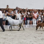 15.08.2018 Michałów. Stadnina koni arabskich. Dzień otwarty. Kuce / Jarosław Kubalski / Radio Kielce