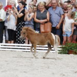 15.08.2018 Michałów. Stadnina koni arabskich. Dzień otwarty. Kuce / Jarosław Kubalski / Radio Kielce