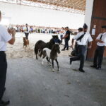 15.08.2018 Michałów. Stadnina koni arabskich. Dzień otwarty / Jarosław Kubalski / Radio Kielce