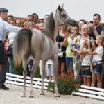 15.08.2018 Michałów. Stadnina koni arabskich. Dzień otwarty. Ogier Ermitage / Jarosław Kubalski / Radio Kielce