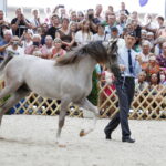 15.08.2018 Michałów. Stadnina koni arabskich. Dzień otwarty. Ogier Ermitage / Jarosław Kubalski / Radio Kielce
