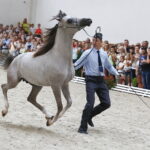15.08.2018 Michałów. Stadnina koni arabskich. Dzień otwarty. Ogier Ermitage / Jarosław Kubalski / Radio Kielce