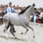 15.08.2018 Michałów. Stadnina koni arabskich. Dzień otwarty. Ogier Ermitage / Jarosław Kubalski / Radio Kielce