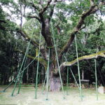 24.08.2018 Zagnańsk. Imieniny dęba Bartka i 80 lecie motocykla SHL / Jarosław Kubalski / Radio Kielce