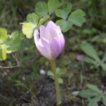 24.08.2018 Ciekoty. Szklany Dom. Raport Dnia Radia Kielce / Krzysztof Bujnowicz / Radio Kielce