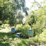 Konferencja prasowa PiS. Ule / Marzena Mąkosa / Radio Kielce