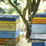 Konferencja prasowa PiS. Ule / Marzena Mąkosa / Radio Kielce