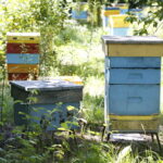 Konferencja prasowa PiS. Ule / Marzena Mąkosa / Radio Kielce