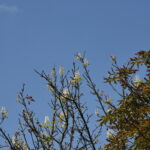 Kasztany zakwitły w sierpniu / Marzena Mąkosa / Radio Kielce