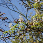 Kasztany zakwitły w sierpniu / Marzena Mąkosa / Radio Kielce