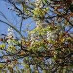 Kasztany zakwitły w sierpniu / Marzena Mąkosa / Radio Kielce