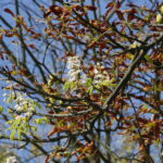 Kasztany zakwitły w sierpniu / Marzena Mąkosa / Radio Kielce