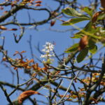 Kasztany zakwitły w sierpniu / Marzena Mąkosa / Radio Kielce