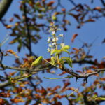 Kasztany zakwitły w sierpniu / Marzena Mąkosa / Radio Kielce