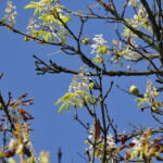 Kasztany zakwitły w sierpniu / Marzena Mąkosa / Radio Kielce