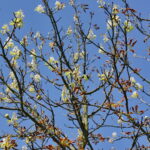 Kasztany zakwitły w sierpniu / Marzena Mąkosa / Radio Kielce