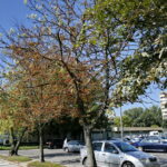 Kasztany zakwitły w sierpniu / Marzena Mąkosa / Radio Kielce