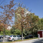 Kasztany zakwitły w sierpniu / Marzena Mąkosa / Radio Kielce