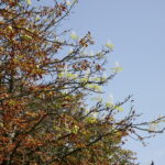 Kasztany zakwitły w sierpniu / Marzena Mąkosa / Radio Kielce