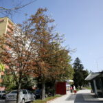 Kasztany zakwitły w sierpniu / Marzena Mąkosa / Radio Kielce