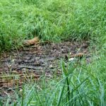 Ostrowiec. Niewybuch nieopodal kompleksu rekreacyjno-wypoczynkowym na Gutwinie znalazł przechodzień / Emilia Sitarska / Radio Kielce