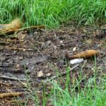 Ostrowiec. Niewybuch nieopodal kompleksu rekreacyjno-wypoczynkowym na Gutwinie znalazł przechodzień / Emilia Sitarska / Radio Kielce