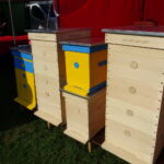 XI Świętokrzyskie Święto Pszczoły / Emilia Sitarska / Radio Kielce