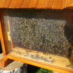 XI Świętokrzyskie Święto Pszczoły / Emilia Sitarska / Radio Kielce