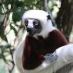 Lemury Madagaskaru / dr hab. Małgorzata Anna Jóźwiak i prof. dr hab. Marek Jóźwiak