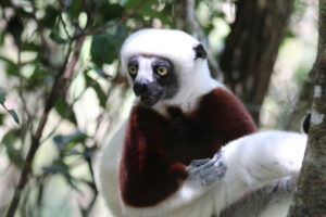 Lemury Madagaskaru / dr hab. Małgorzata Anna Jóźwiak i prof. dr hab. Marek Jóźwiak