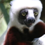Lemury Madagaskaru / dr hab. Małgorzata Anna Jóźwiak i prof. dr hab. Marek Jóźwiak